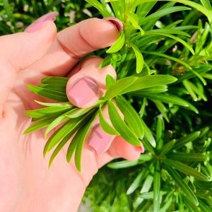 Meet your Posher, Kylee